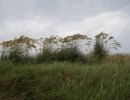 hasanand0061